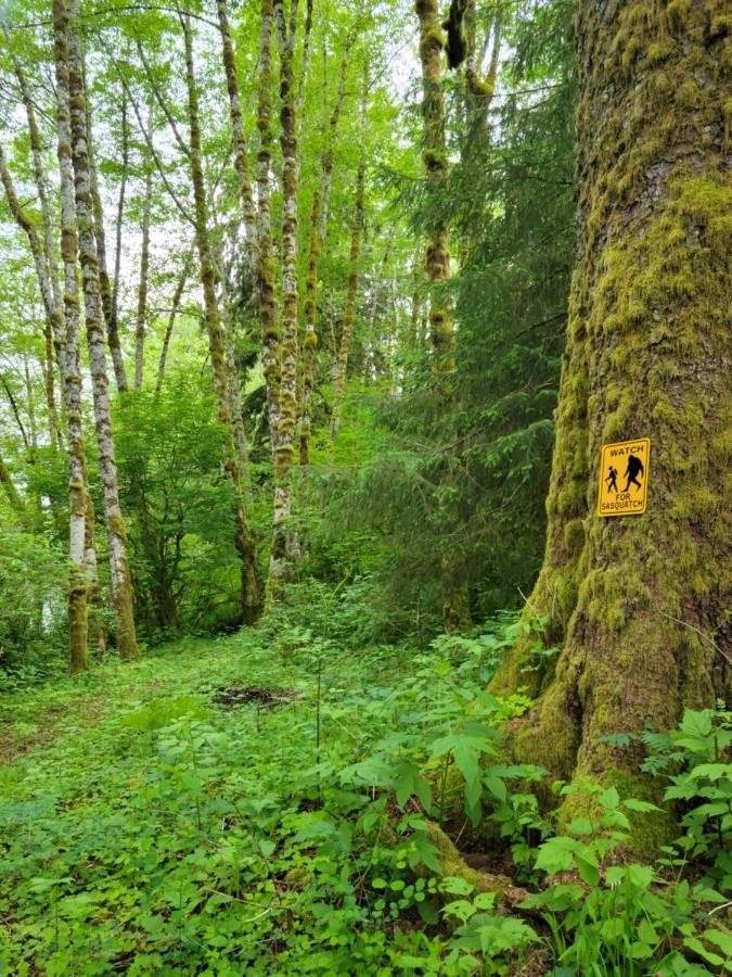A Relaxing Getaway-A Backwoods Cabin Solduc River Beaver Ngoại thất bức ảnh